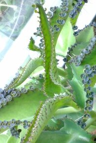 Madagaskarský ženšen - Kalanchoe daigremontiana - Sazeničky
