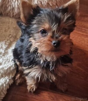 YORKSHÍRSKY TERRIER- - 1