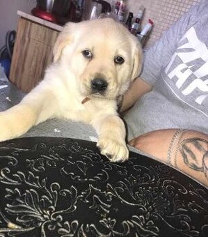 Labrador (labradorsky retrievr)