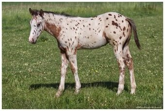 Appaloosa s PP- letošní hřebeček "Nio" na prodej