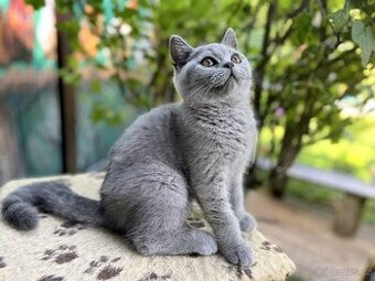 Britský modrý kocourek s PP (FIFe)