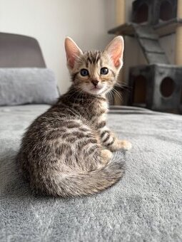Bengalska kočka, koťatá s rodokmeňom