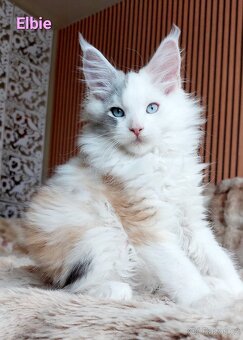 Mainská mývalí koťátka s PP