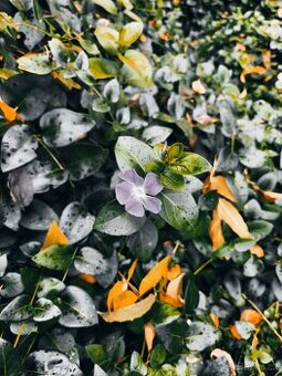 Sbírám staré knihy a časopisy