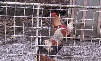 Kohout 2× - půl roku starý