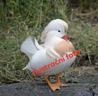 Koupím Kačera kachničky mandarínské bílého