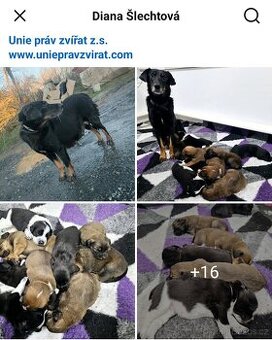 Štěňátka kříženci