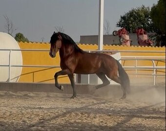 Hřebec Pura Raza Española - 1