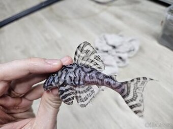 L 236 Super White - chovné páry