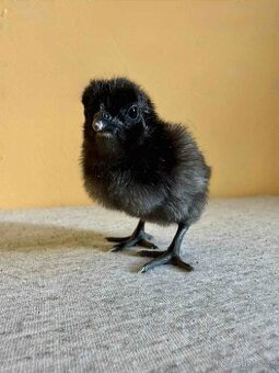 Ayam Cemani kuřátka