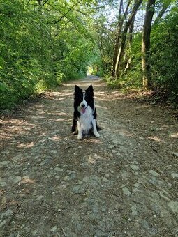 Barney hledá nový domov