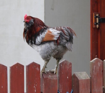 Kohout Araukana