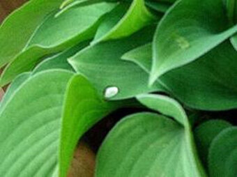 Hosta, funkie zelená, sazenice