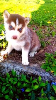 Sibírsky husky
