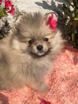 Pomeranian s p.p