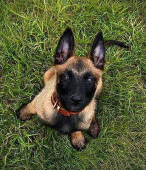 Belgický ovčák malinois