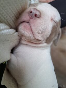 American Bully XL štěňata s PP