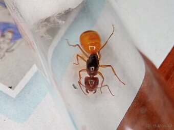 Mravenec fedtšenkův (Camponotus fedtschenkoi) - 1