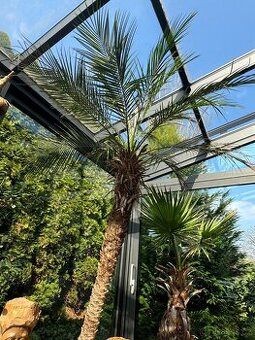 Palma 210 cm Phoenix Roebelenii
