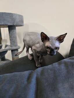 Kote sphynx - 1