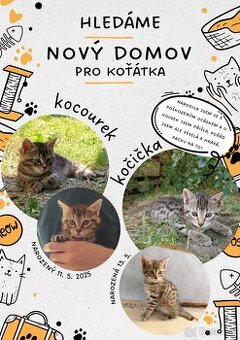 Daruji koťátka