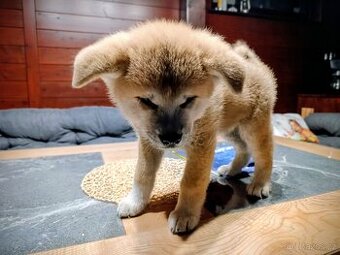 Akita Inu štěňátko