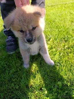 Akita Inu štěňátko