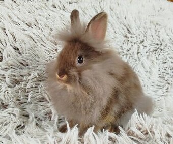 Zakrslý králík, králíček-(lvíček)-NATANIEL