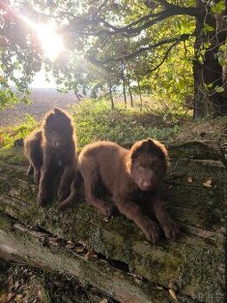 Německý ovčák štěňata bez PP