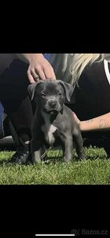 Štěně American Bully s pp