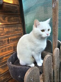 Britská kočka roční krátkosrstá bílá a dlouhosrstá modrá