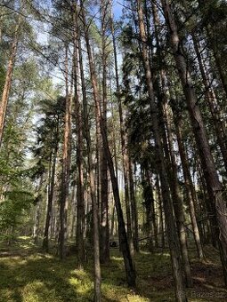 Prodám lesní pozemek v katastrálním území Žichlice u Hromnic
