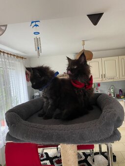 Čistokrevná mainská mývalí koťátka