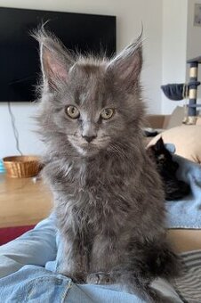 Čistokrevná mainská mývalí koťátka