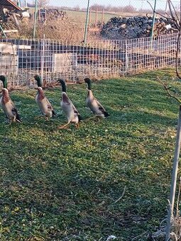 Kačer indický běžec