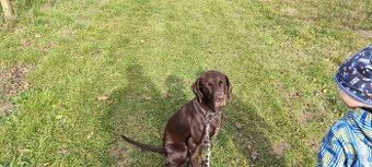 Německý ohař krátkosrstý 2,5 roku.