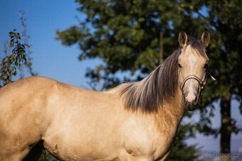 QH valášek 100% charakter