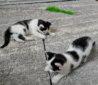 Tomík a Rozálka – koťátka od toulavé kočičky, 2 měsíce, blac