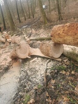 Palivové dřevo tvrdé