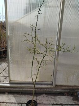 Poncirus Trifoliata, Citronečník trojlistý - 1