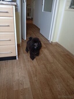 pudl toy černý - krytí