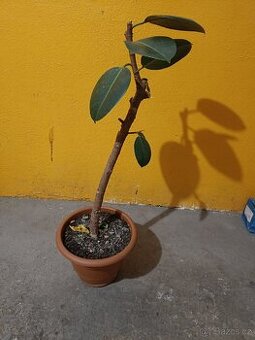 Prodám domácí kytku