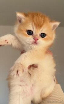 Britská zlatá činčila – čistokrevná, s rodokmenem, z chovate