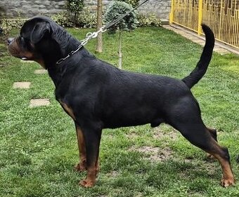Steniatka rottweilera,rotvajlera,rtw,rotty s PP