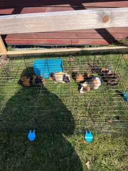 Morče hladkosrsté barevné