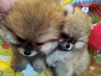 Pomeranian