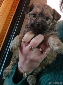 Bišonek (Havaňáček),maličká barevná štěňátka