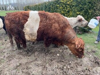 Prodám plemenného býka Galloway