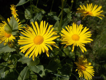 Trvalka KAMZIČNÍK - - viz text a fota