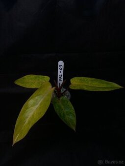 Philadendron Painted Lady